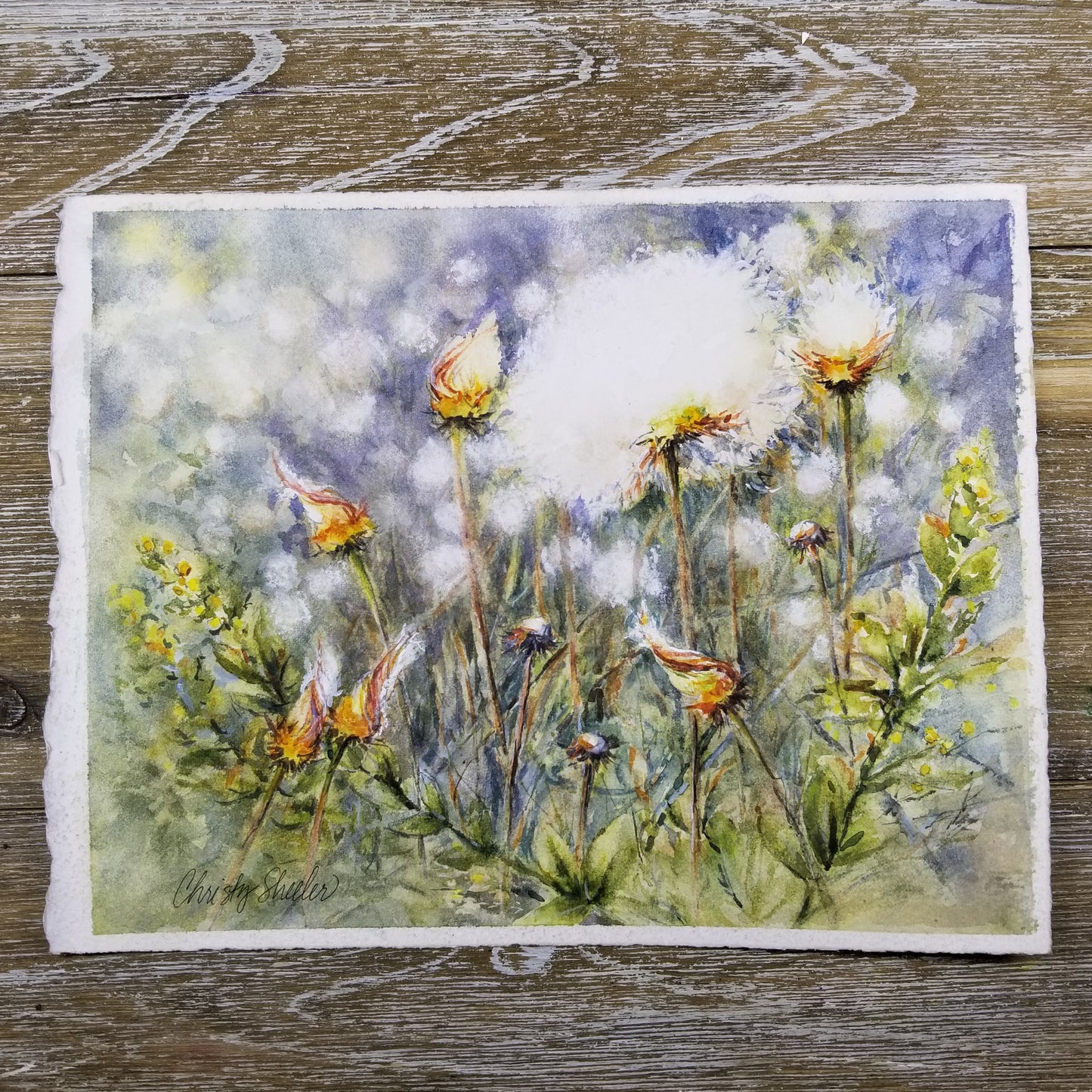 Fanciful Cotton Grass