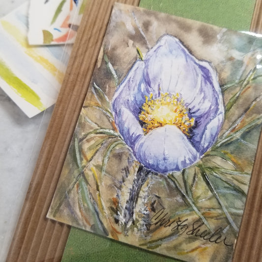 Crocus Miniature