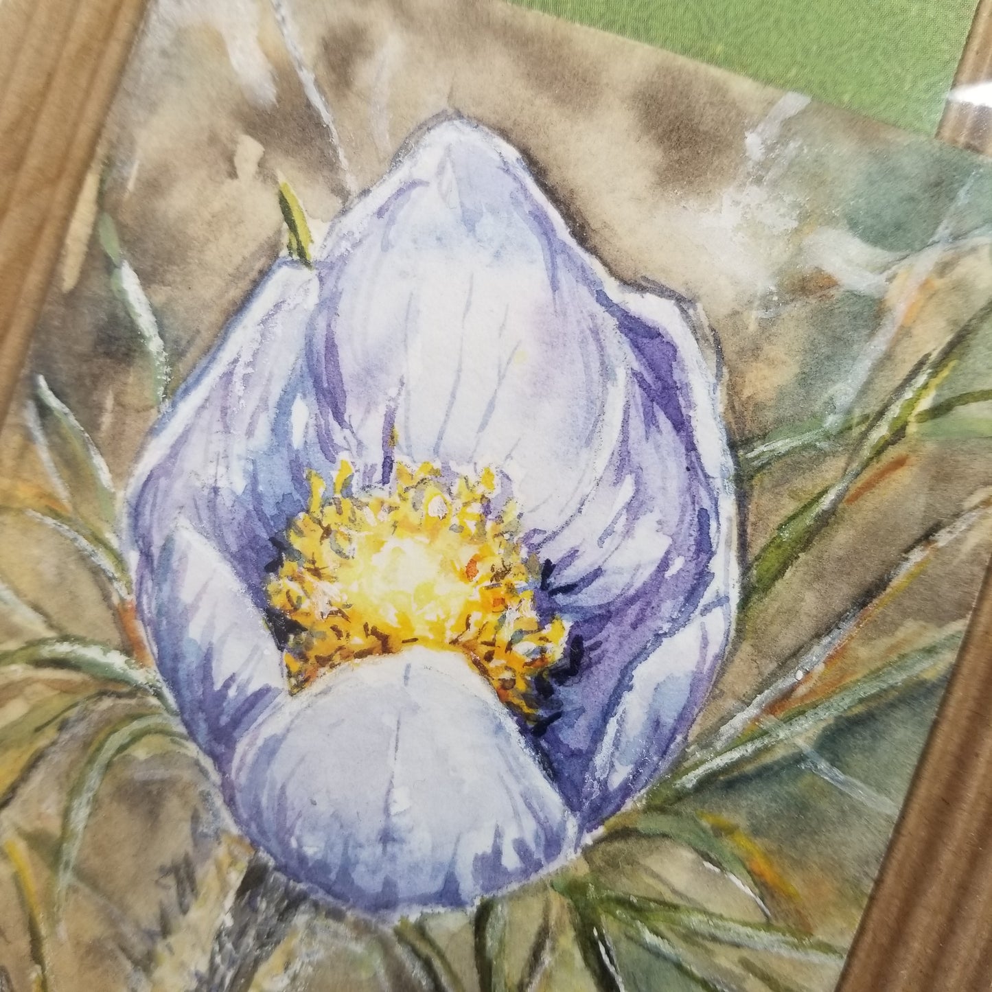 Crocus Miniature