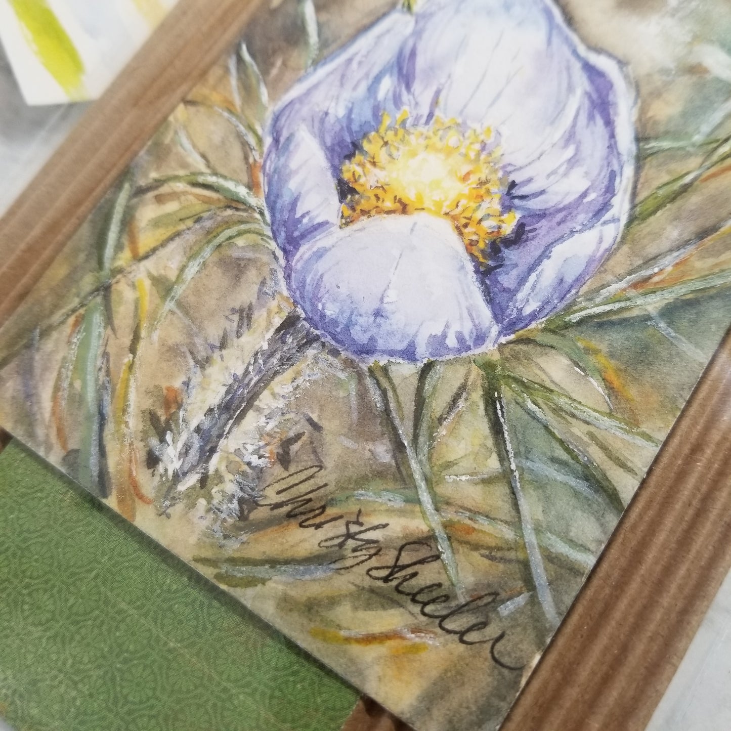 Crocus Miniature