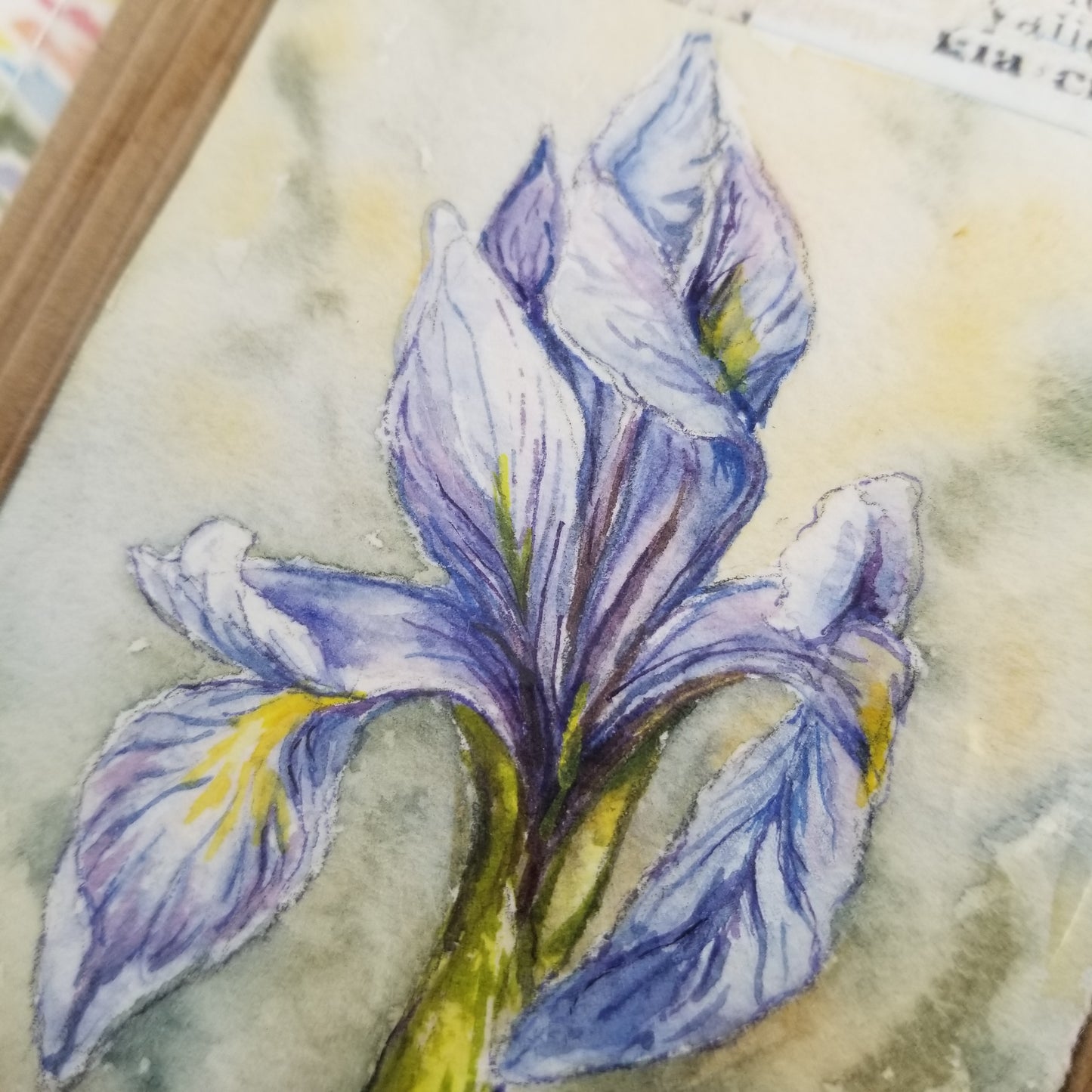Iris 1 Miniature