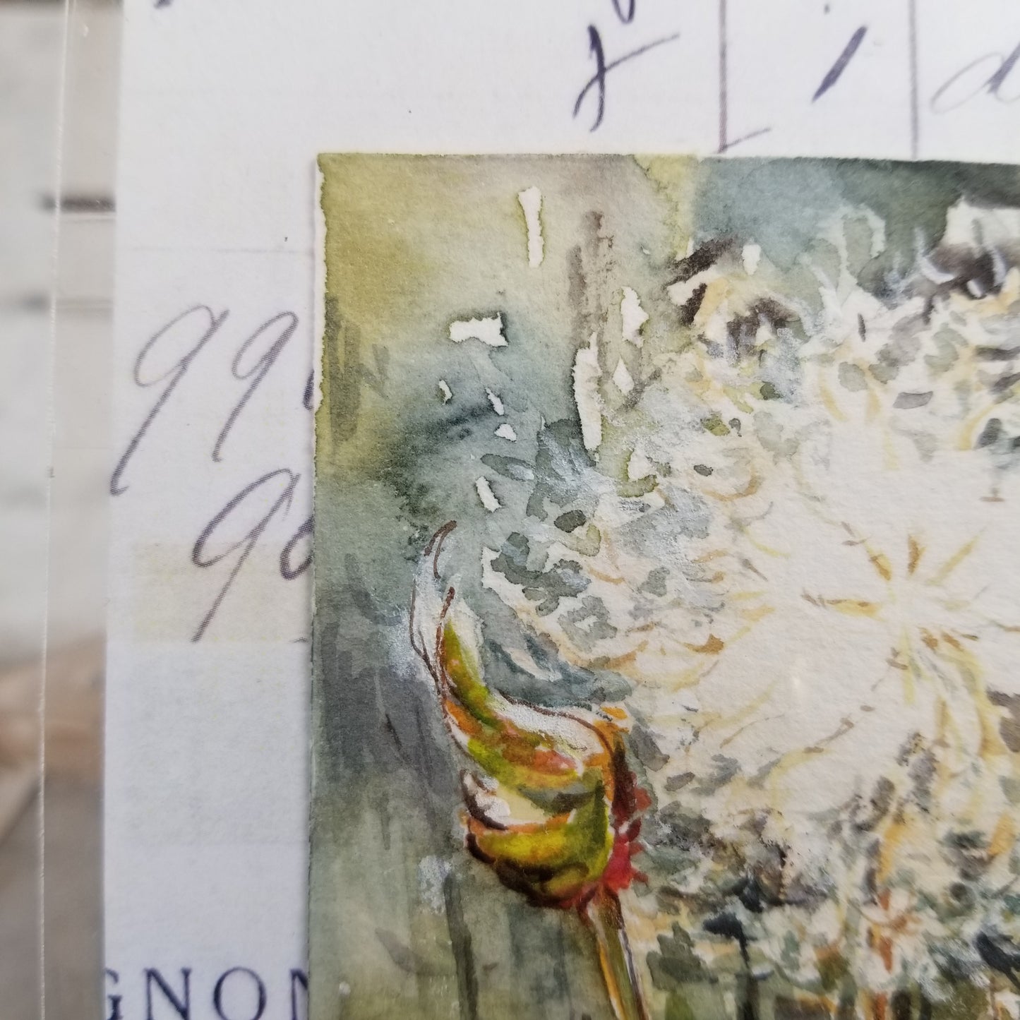 Cotton Grass Miniature
