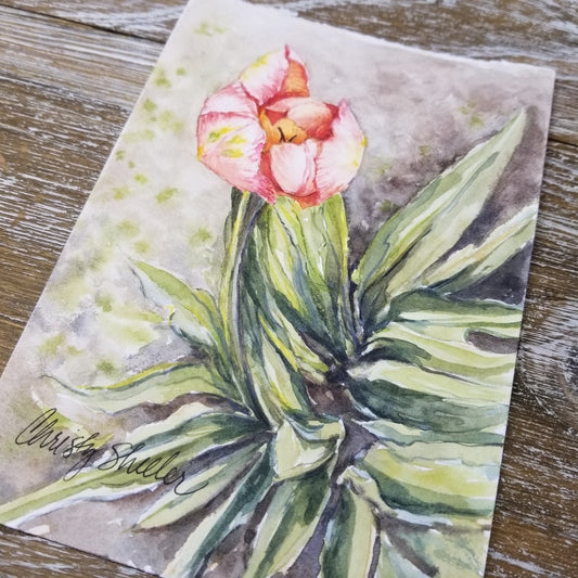 Apricot Tulip