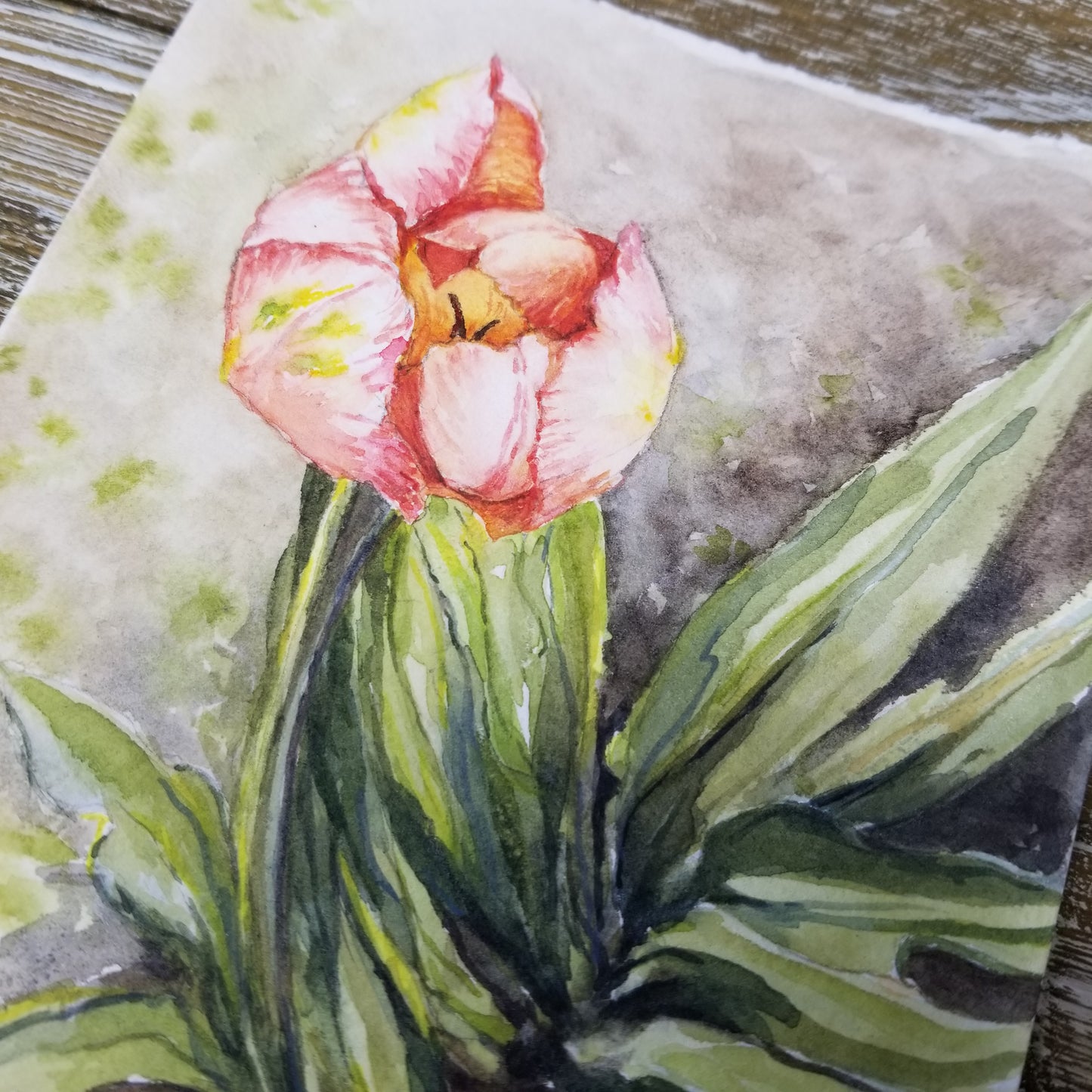 Apricot Tulip