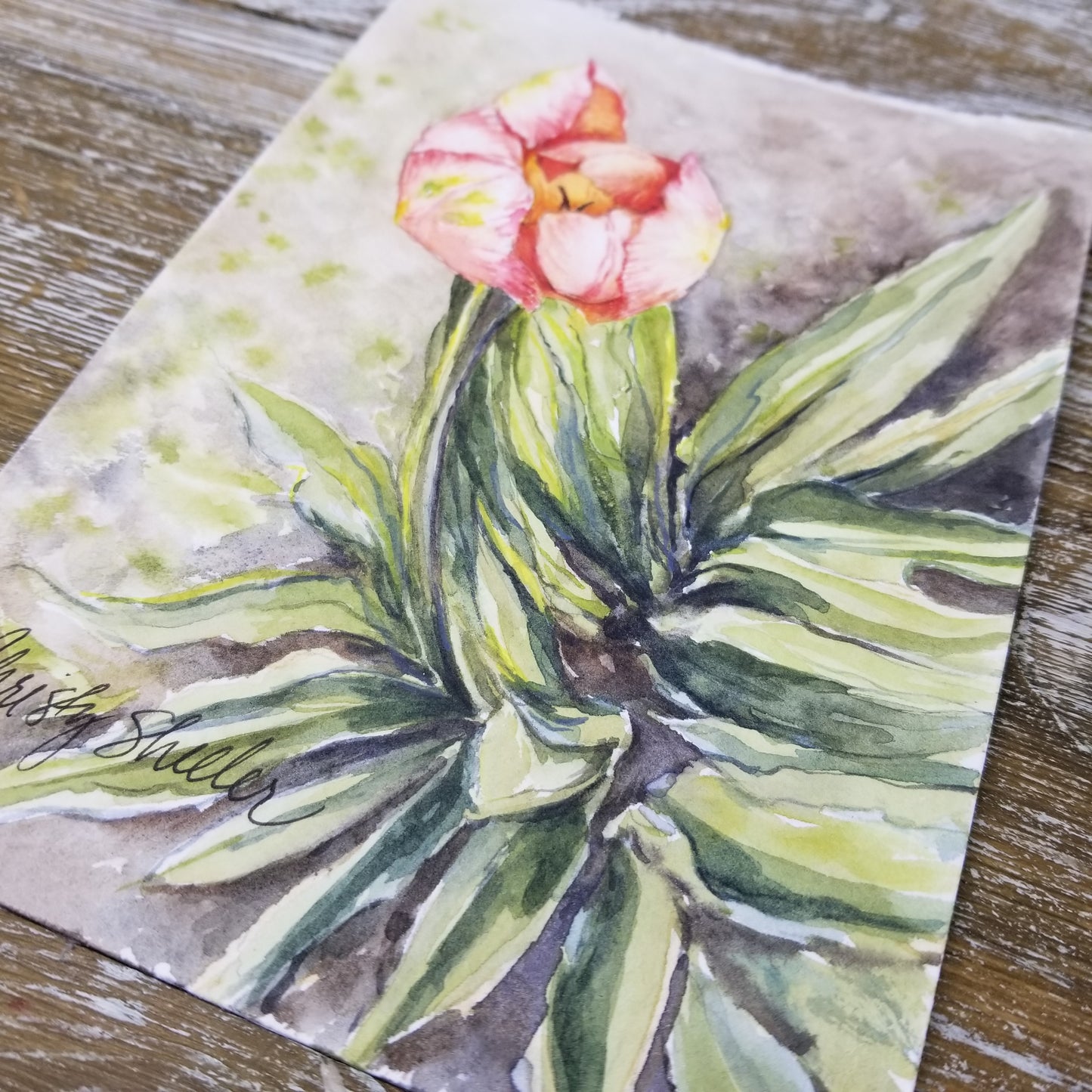 Apricot Tulip