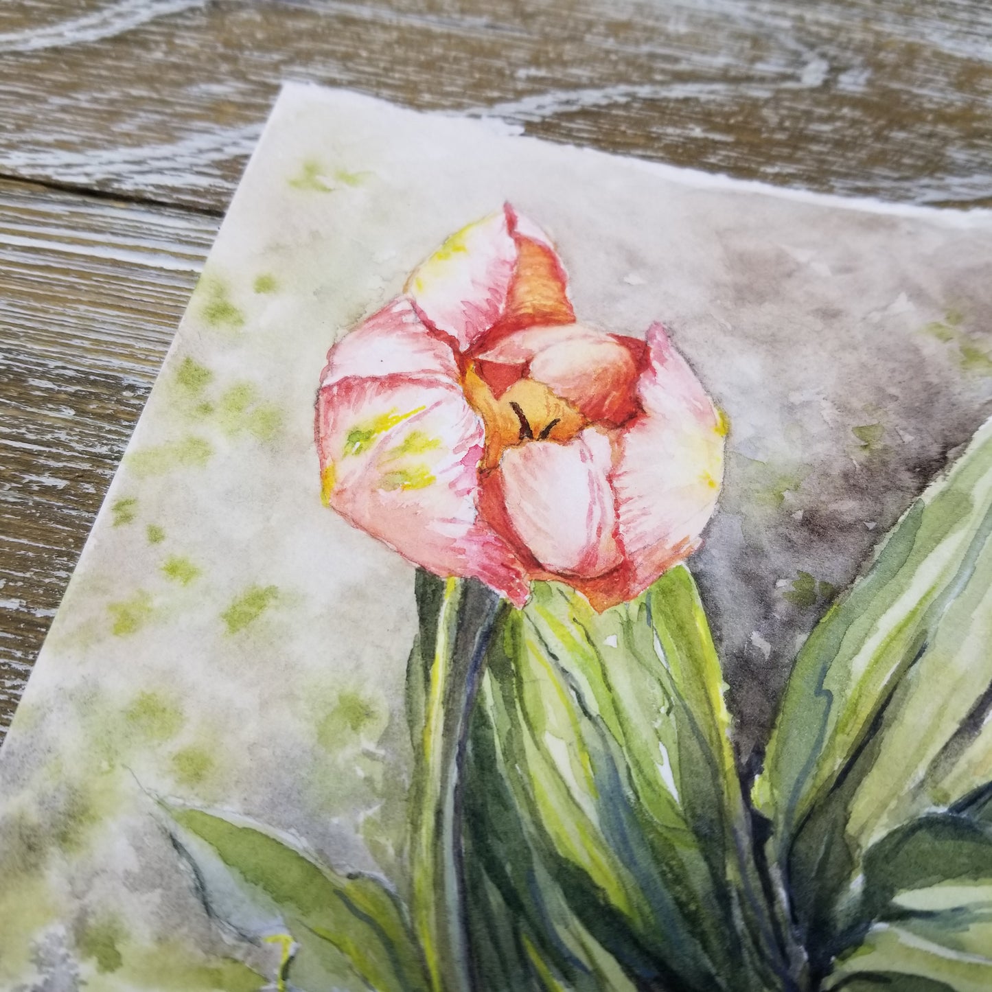 Apricot Tulip