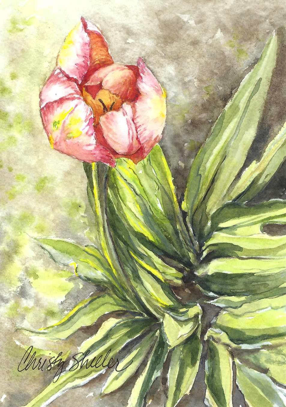 Apricot Tulip