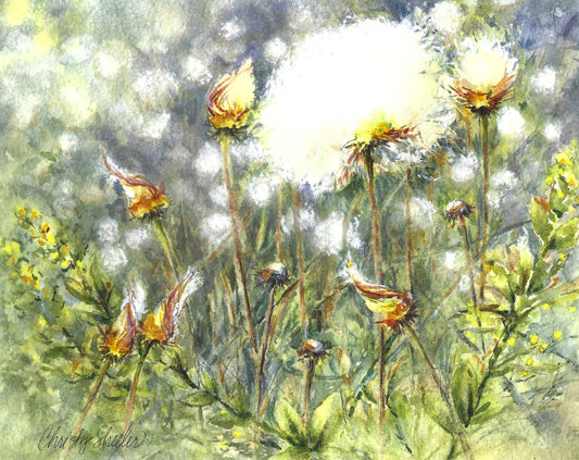 Fanciful Cotton Grass