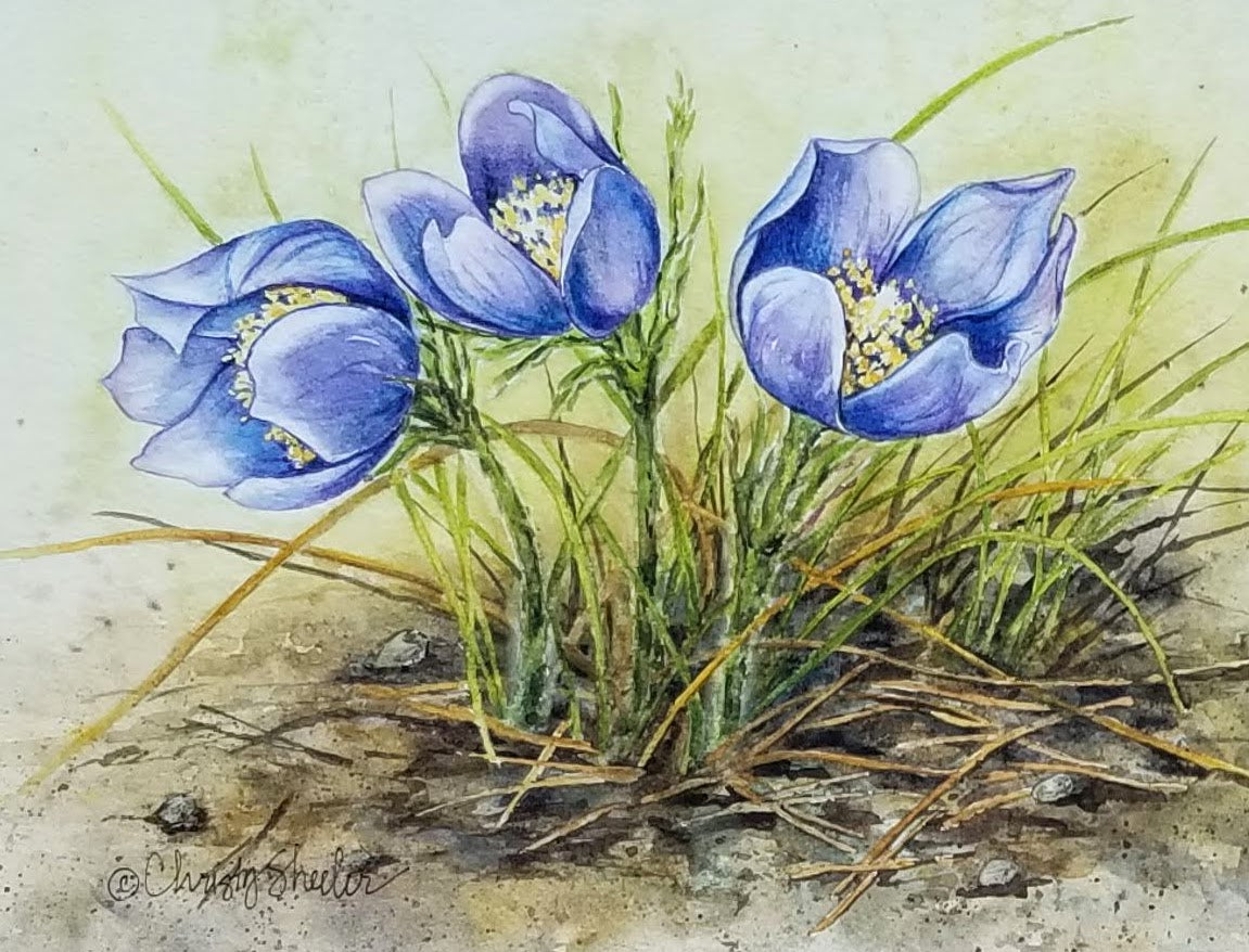 Crocus Three Delicate