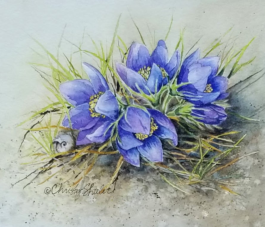 Crocus Grouping with Snail