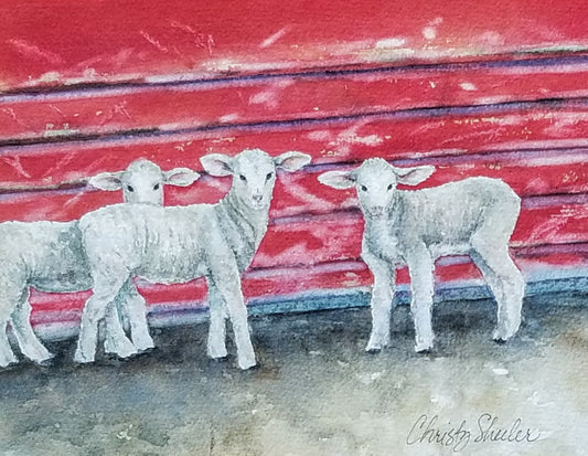 Wooly Babies